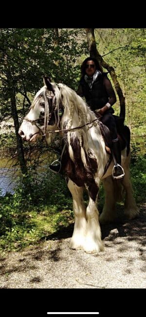 wundervoll und lieber irish cob wallach, Betty, Pferd kaufen, Tragwein