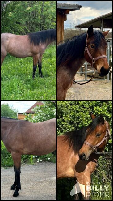 wundervolle, leicht händelbare Quarter Horse Stute, Kerstin Rehbehn (Pferdemarketing Ost), Pferd kaufen, Nienburg, Abbildung 10