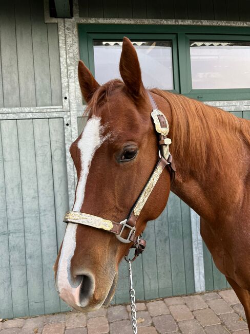 Wundervolle Quarter Horse Stute mit ganz lieben Wesen, Kerstin Rehbehn (Pferdemarketing Ost), Pferd kaufen, Nienburg, Abbildung 4