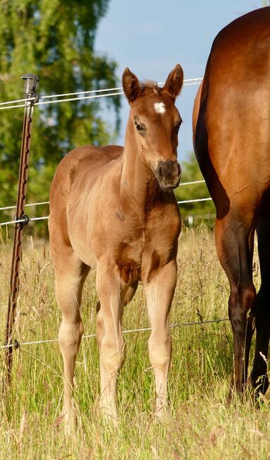 Wundervolle Quarter Horse Stute in Silver Bay, Kerstin Rehbehn (Pferdemarketing Ost), Pferd kaufen, Nienburg, Abbildung 3