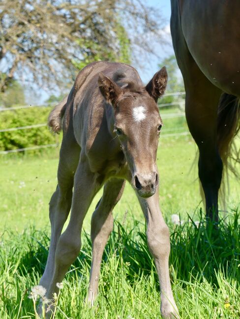 Wundervolle Quarter Horse Stute in Silver Bay, Kerstin Rehbehn (Pferdemarketing Ost), Pferd kaufen, Nienburg, Abbildung 4