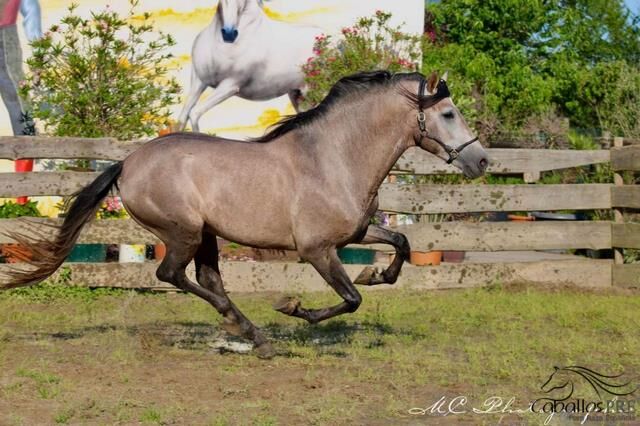 Wundervoller barocker PRE Hengst im alten Typ stehend, Thomas Adams (Caballos PRE), Pferd kaufen, Bell, Abbildung 9