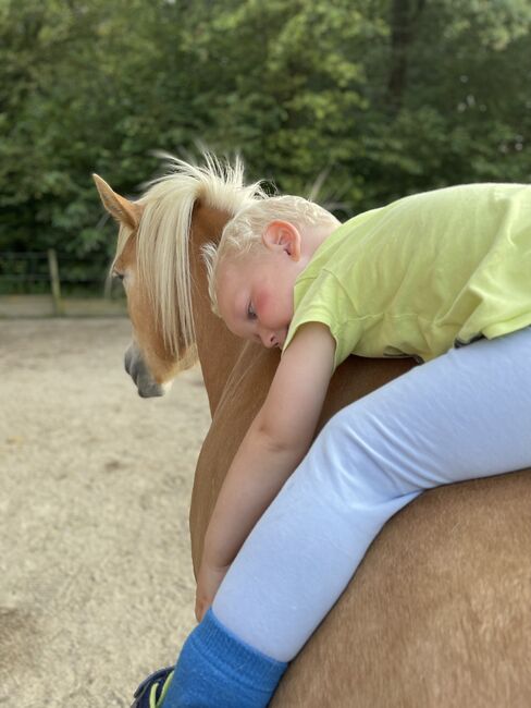 Wundervoller Haflinger Wallach, Johanna , Pferd kaufen, Schwarzenberg, Abbildung 3