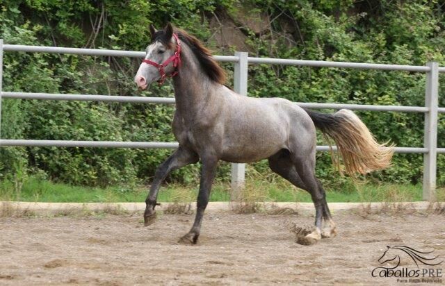 Wundervoller kleiner PRE Schimmelhengst - direkt vom Züchter, Thomas Adams (Caballos PRE), Pferd kaufen, Bell, Abbildung 7