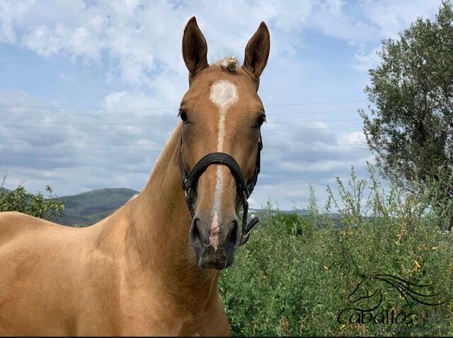 Wundervoller PRE Palomino Wallach, Thomas Adams (Caballos PRE), Pferd kaufen, Bell, Abbildung 3