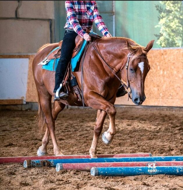 Wundervoller Quarter Horse Wallach sucht *****Zuhause, V. Weyrauch , Pferd kaufen, Memmingen , Abbildung 3