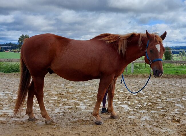 Wundervoller Quarter Horse Wallach sucht *****Zuhause, V. Weyrauch , Pferd kaufen, Memmingen , Abbildung 7