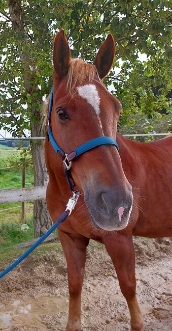 Wundervoller Quarter Horse Wallach sucht *****Zuhause, V. Weyrauch , Pferd kaufen, Memmingen , Abbildung 5