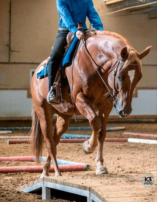 Wundervoller Quarter Horse Wallach sucht *****Zuhause, V. Weyrauch , Pferd kaufen, Memmingen , Abbildung 2