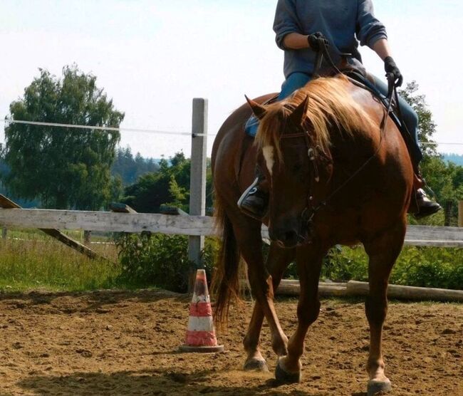 Wundervoller Quarter Horse Wallach sucht *****Zuhause, V. Weyrauch , Pferd kaufen, Memmingen , Abbildung 4