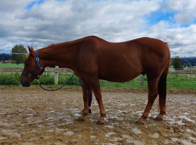 Wundervoller Quarter Horse Wallach sucht *****Zuhause, V. Weyrauch , Pferd kaufen, Memmingen , Abbildung 8