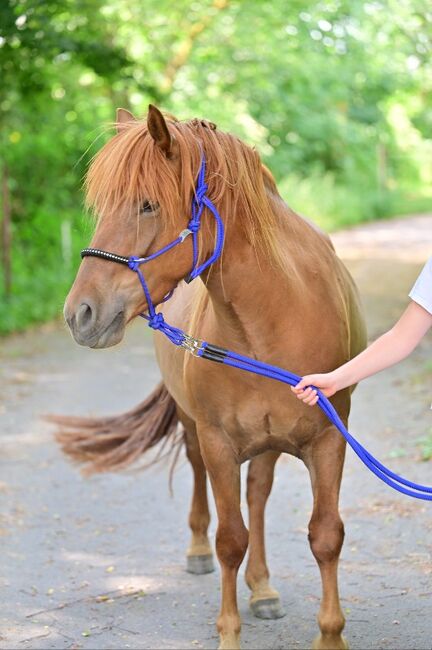 Quaterhorse X Isländer Stute einmalige Chance, Silvia Köpke , Konie na sprzedaż, Hemer 