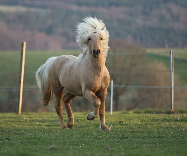 Quaterhorse X Isländer Stute einmalige Chance, Silvia Köpke , Konie na sprzedaż, Hemer , Image 2