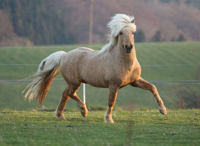 Quaterhorse X Isländer Stute einmalige Chance, Silvia Köpke , Konie na sprzedaż, Hemer , Image 3