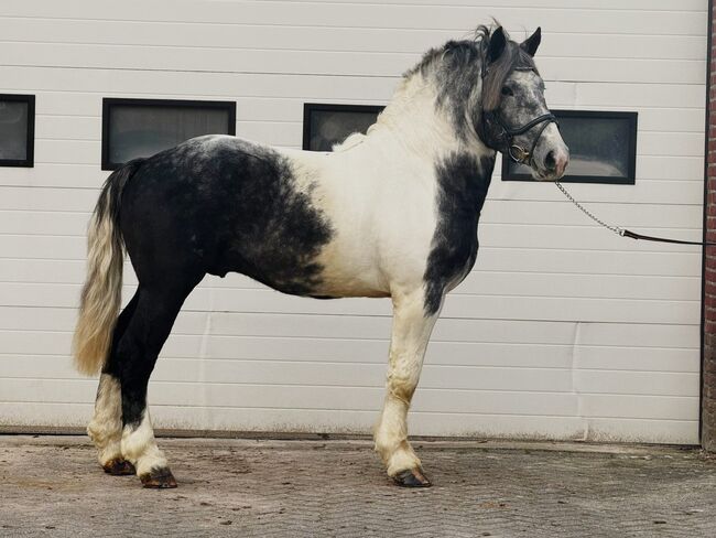 Außergewöhnlicher Kaltblut Wallach Porzellan Schecke, Koko, Konie na sprzedaż, Mönchengladbach