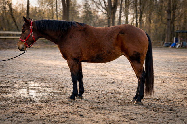 Traumhafte Quarter Horse Stute - Reining-Perspektive & tolle Abstammung, Kerstin Rehbehn (Pferdemarketing Ost), Konie na sprzedaż, Nienburg