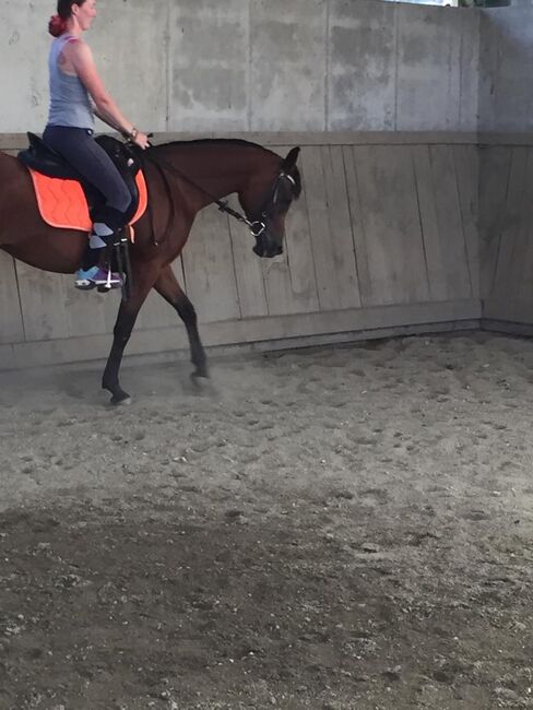 Traumstute mit Charakter, Stefanie Schindler, Konie na sprzedaż, Obertrum am See, Image 9