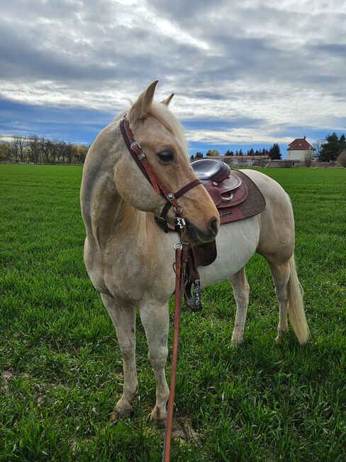 Traumpferd in Gold Palomino, Kerstin Rehbehn (Pferdemarketing Ost), Konie na sprzedaż, Nienburg, Image 11