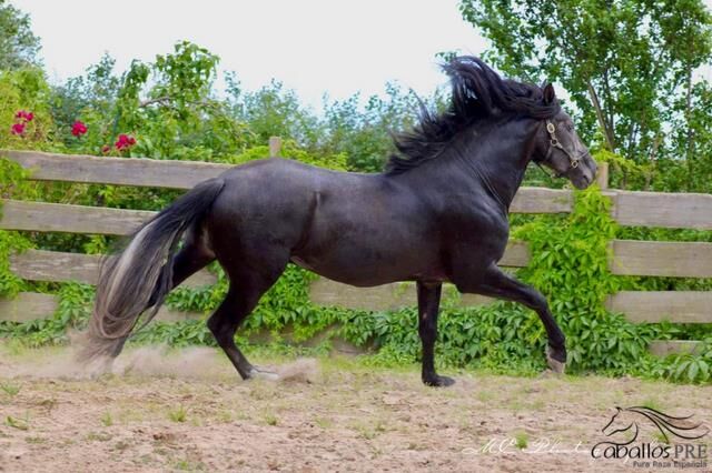 Traumpferd mit Traumcharakter - tolle Bewegungen, Thomas Adams (Caballos PRE), Konie na sprzedaż, Bell, Image 3