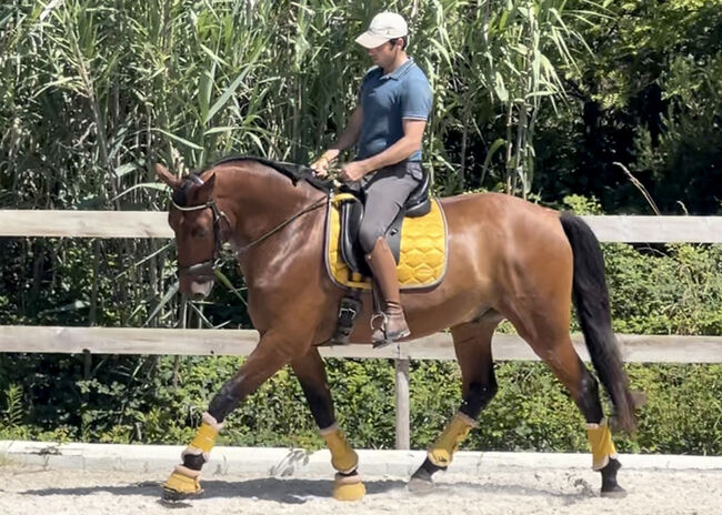 Traum-Dressur Lusitano, Rubi Enkel, Sibylle König, Konie na sprzedaż, Sao Pedro da Cadeira, Image 6