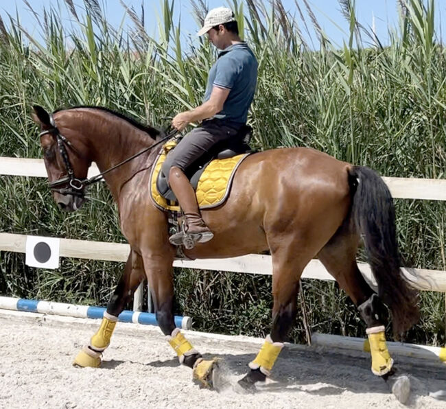 Traum-Dressur Lusitano, Rubi Enkel, Sibylle König, Konie na sprzedaż, Sao Pedro da Cadeira, Image 5