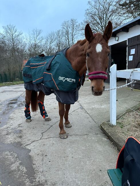 Bemer Horse Set Vermietung, Bemer Partnerin Maria Höltge, Derki dla konia, Halberstadt