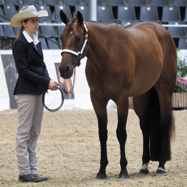 Großrahmige, ausdrucksstarke Quarter Horse Stute, Kerstin Rehbehn (Pferdemarketing Ost), Konie na sprzedaż, Nienburg, Image 10