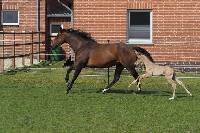 Großrahmige, ausdrucksstarke Quarter Horse Stute, Kerstin Rehbehn (Pferdemarketing Ost), Konie na sprzedaż, Nienburg, Image 14