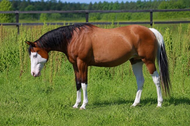 Hochwertige Quarter Horse Zuchtstute mit Top-Abstammung, Kerstin Rehbehn (Pferdemarketing Ost), Konie na sprzedaż, Nienburg