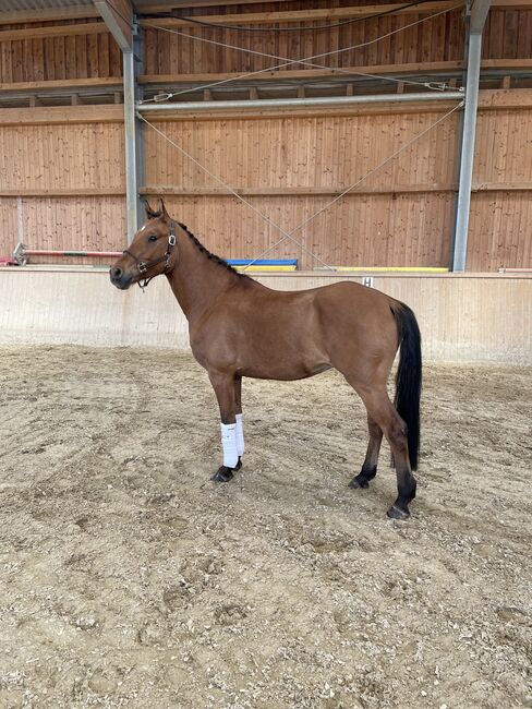 Qualitätsvolles Deutsches Reitpony, Laura Rögner, Konie na sprzedaż, Ansfelden, Image 2