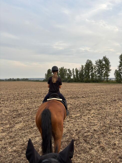 Suche Freizeitpferd, Mariechen, Konie na sprzedaż, Sangerhausen