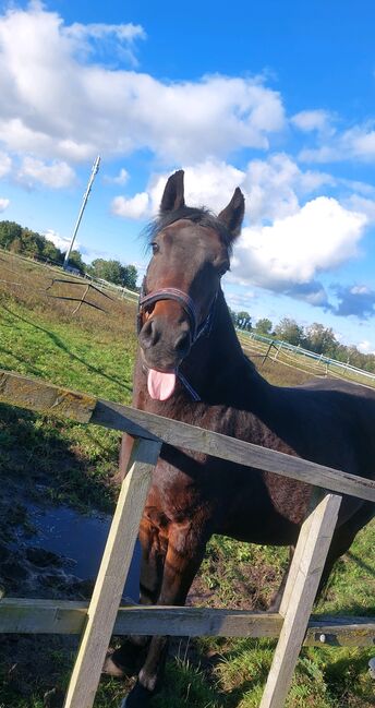 Suche pflegebeteiligung, Jona Petereit , Pozostałe, Wedemark