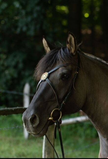 X-Stirnriemen/ Barockstirnband, Vanessa Sell , Browbands, Fischbachtal 