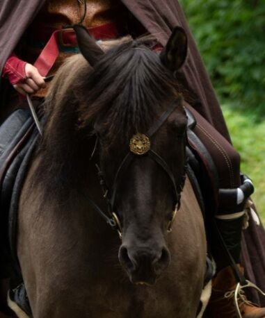 X-Stirnriemen/ Barockstirnband, Vanessa Sell , Browbands, Fischbachtal , Image 2