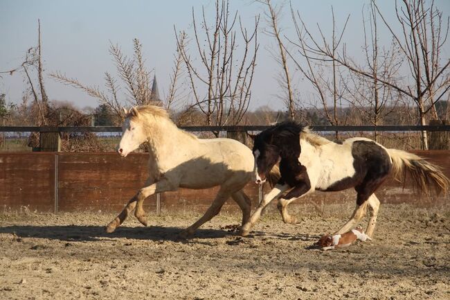 XL Reitpony Zweijährig, Reitponygestüt Aspel , Pferd kaufen, Rees