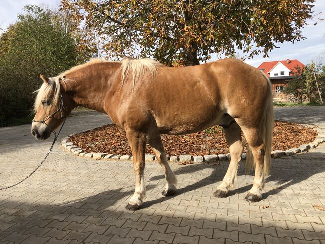 XXL Haflinger Wallach, Kronwitter Petra , Horses For Sale, Mainbernheim, Image 8
