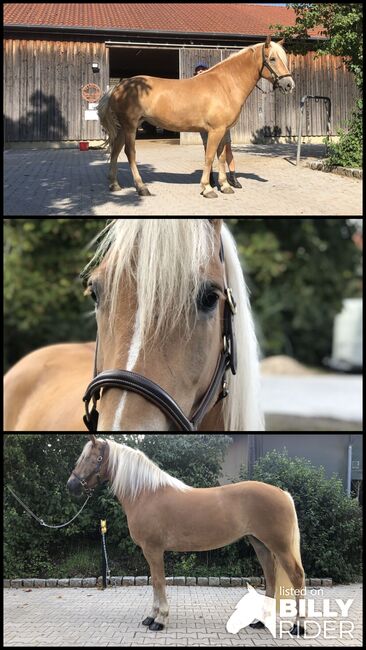 XXL Haflinger Stute mit viel Geländeerfahrung, Kronwitter Petra , Horses For Sale, Mainbernheim, Image 4