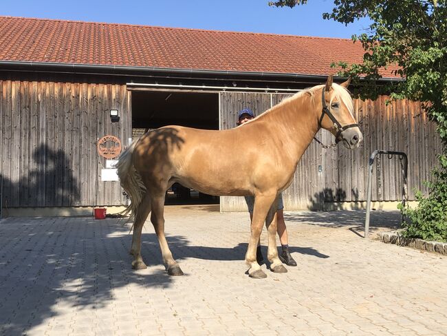 XXL Haflinger Stute mit viel Geländeerfahrung, Kronwitter Petra , Horses For Sale, Mainbernheim