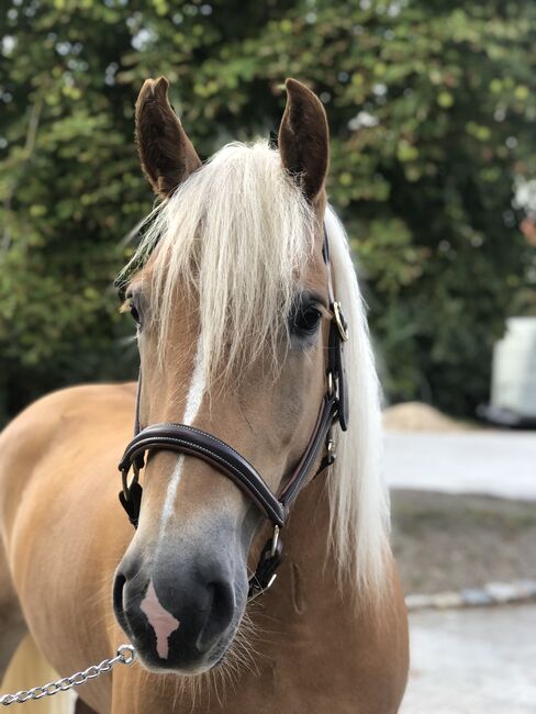 XXL Haflinger Stute mit viel Geländeerfahrung, Kronwitter Petra , Horses For Sale, Mainbernheim, Image 2