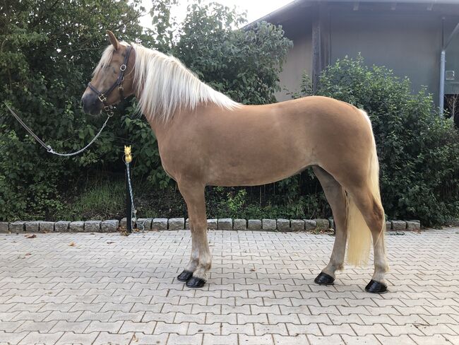 XXL Haflinger Stute mit viel Geländeerfahrung, Kronwitter Petra , Horses For Sale, Mainbernheim, Image 3