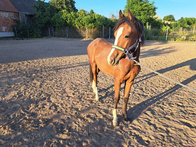 Xxl Hengst Jährling, Kicki, Horses For Sale, Jütrichau 
