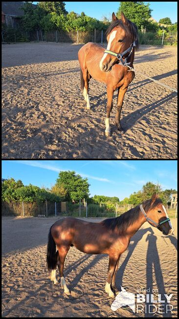 Xxl Hengst Jährling, Kicki, Horses For Sale, Jütrichau , Image 3