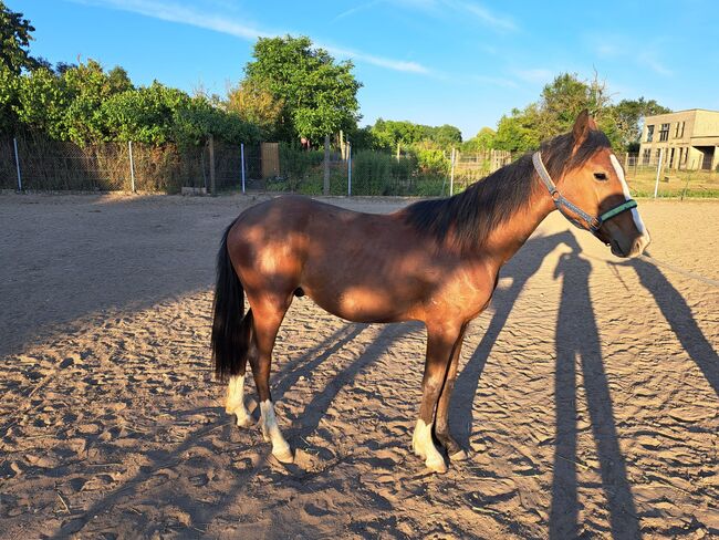 Xxl Hengst Jährling, Kicki, Horses For Sale, Jütrichau , Image 2