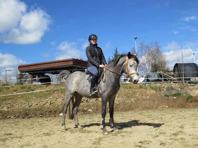 XXL Ponystute, Doreen Bürger , Horses For Sale, Sachsen - Reichenbach (Oberlausitz)