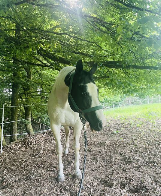 Xxl Reitbeteiligung, Biene, Horse Sharing, Much