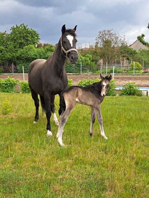 Xxl Hengst Fohlen, Kicki, Horses For Sale, Jütrichau 