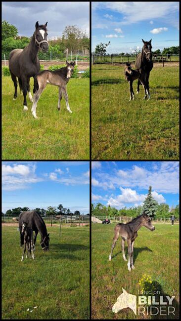 Xxl Hengst Fohlen, Kicki, Horses For Sale, Jütrichau , Image 5