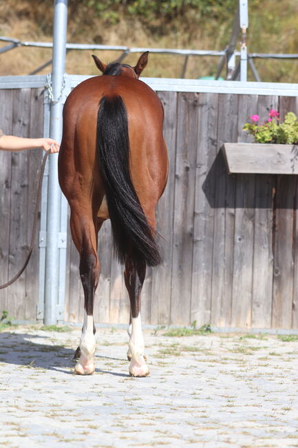 Yankee Gun Stute Annie, Nadia Mair, Horses For Sale, Sarentino, Image 4