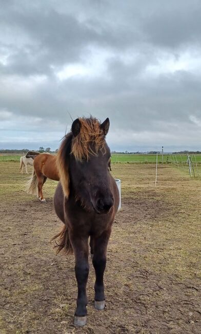 Jährling von Odinn vom Habichtswald, Marion Rethwisch, Horses For Sale, Nieblum