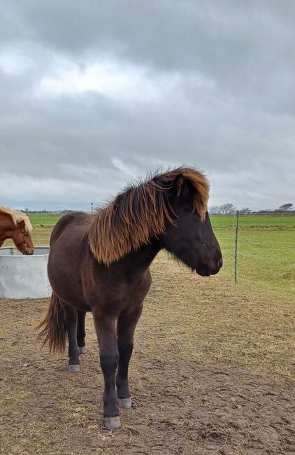 Jährling von Odinn vom Habichtswald, Marion Rethwisch, Horses For Sale, Nieblum, Image 4